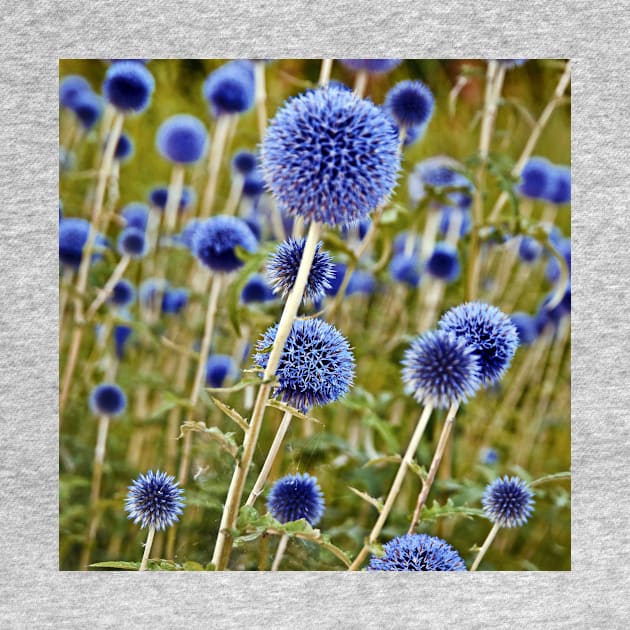 Blue Wild Thistles by SILVA_CAPITANA